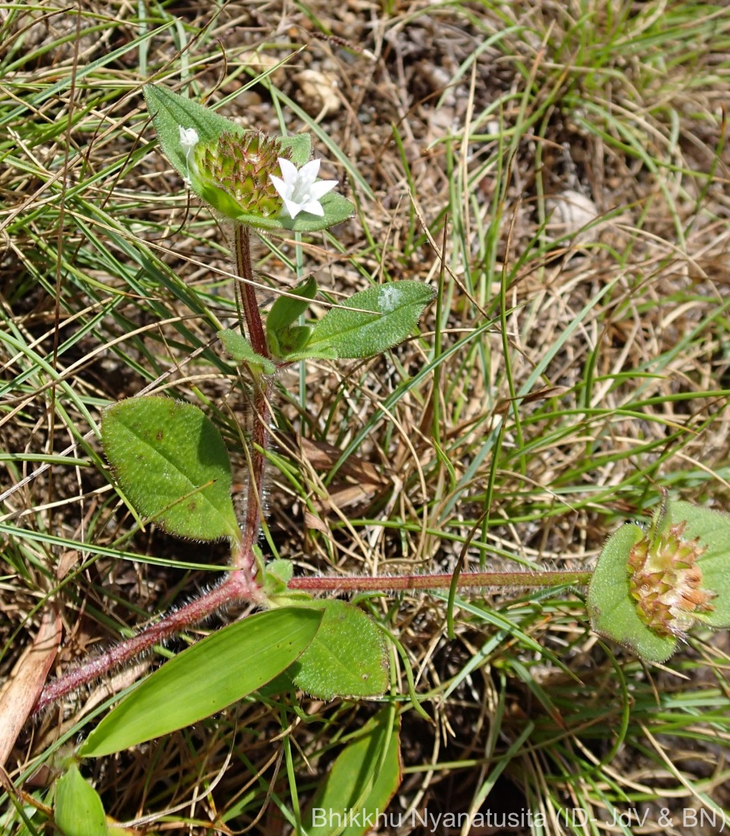 Richardia brasiliensis Gomes